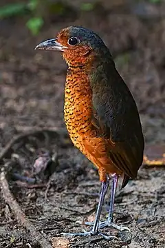 Description de l'image Giant Antpitta.jpg.