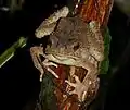 Phrynoidis aspera (Parc national de Taman Negara, Malaisie)