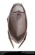 Hydrophilus triangularis.