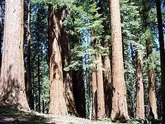 Giant Sequoia National Monument.