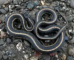 Description de l'image Giant Garter Snake 1.jpg.