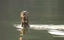 Photo d'une loutre dressant sa tête hors de l'eau, avec une tache blanche sur sa poitrine.