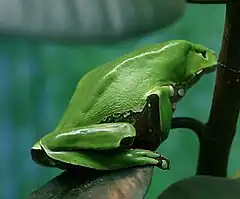 Description de l'image Giant Waxy Monkey Frog.jpg.