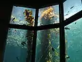 Macrocystis est très décorative et offre de nombreux abris dans les grands aquariums publics (Aquarium de la baie de Monterey, USA).