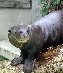 Photo d'une loutre vue de face.