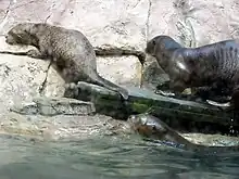 Photo de trois loutres sortant d'un bassin pour gagner une rive artificielle en pierre.