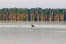 Photo de loutres dans l'eau vues de loin, avec la forêt en arrière-plan.