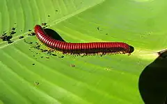 Description de l'image Giant red millipede 1.JPG.