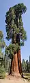 Sequoia géant.