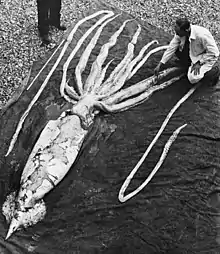 Les calmars géants peuvent atteindre 13 m de long.
