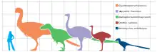 Taille d'Aepyornis maximus (au centre, en violet) comparée à un humain, une autruche (deuxième à partir de la droite en marron, et certains dinosaures théropodes non-aviens). L'espacement de la grille est de 1,0 m.