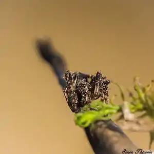 Mâle Gibbarenea bituberculata vu de face, à Cadenet.