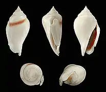 Gibberulus gibberulus albus