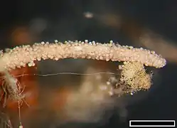 Corémie de Gibellula leiopus (Nouvelle Zélande).