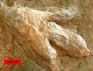 Paléoichnologie : Ichnite (empreinte fossilisée de pied).