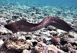 Une murène (Gymnothorax javanicus), qui fait partie des poissons.