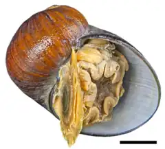 Gigantopelta chessoia.