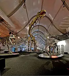 Description de l'image Gigantosaurus co pano.jpg.