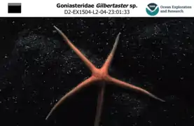 Une Gilbertaster sp. photographiée entre 2000 et 3 000 m de profondeur par la mission Okeanos Explorer.