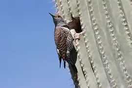 Un pic chrysoïde (Colaptes chrysoides) a installé son nid dans un saguaro, pratique courante chez l'espèce.