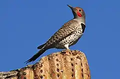 Description de l'image Gilded Flicker (Colaptes chrysoides) on top of cactus.jpg.