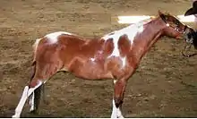 Photo d'un poney pie prenant la pose au modèle; il est très fin et élégant.