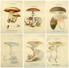 Gillet 1874 Les Hyménomycètes ou, Description de tous les champignons (fungi) qui croissent en France, avec l'indication de leurs propriétés utiles ou vénéneuses