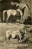 Horse and Cow (illustration from "Observations on several parts of England, vol. 2" de William Gilpin)