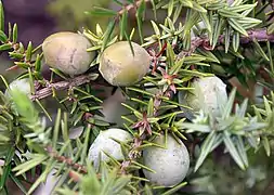 Détail des fruits.