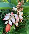 Alpinia zerumbet ou Gingembre coquille.