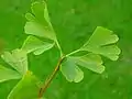 Ginkgo biloba- Ginkgoaceae.