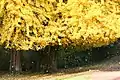 Des feuilles tombantes de ginkgo à l'automne.