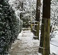 Sugi protégés pour l'hiver à Kyōto, au Japon.