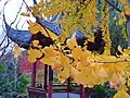 Branche de Ginkgo Biloba au jardin chinois