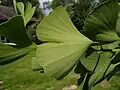 Nervure dichotome d'une feuille de Ginkgo biloba