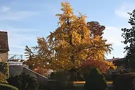 Ginkgo biloba en automne (jardins Desmartis).