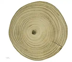Section transversale d'un tronc de Ginkgo biloba.