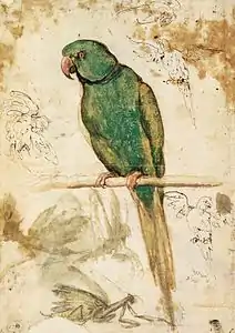 Étude de perroquet, entre 1515 et 1520.