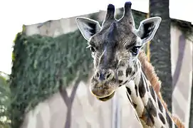 L'une des girafes du zoo