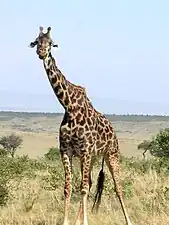 Girafe Masaï (G. c. tippelskirchi) au Kenya.