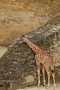 Jeune girafe du Kordofan dans le camp des girafes