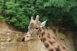 Girafe de Kordofan au Bioparc de Doué-la-Fontaine.