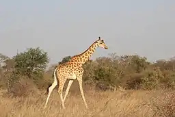 Girafe du parc national de Zakouma en 2019