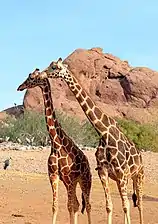 Girafe réticulée.