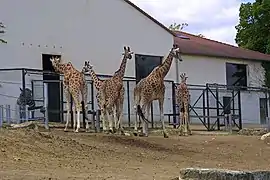 Des girafes.