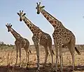 Girafes.