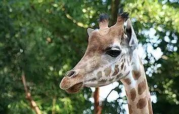 Girafe du Zoo des Sables.