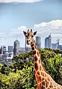 Girafe réticulée au Taronga Zoo de Sydney.