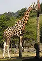 une girafe