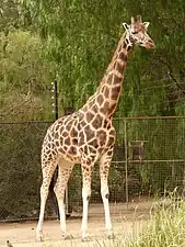 Girafe de Rothschild (G. c. rothschildi).
